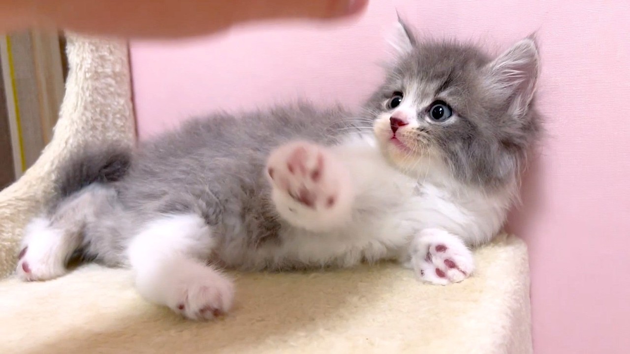 やんのかポーズをビビりながらする子猫をイジル件 ～猫のいる生活Vol.1081～出産動画 マンチカン短足・ミヌエット・ペルシャ猫専門ブリーダー『ペット蔵人』【子猫の成長記録】