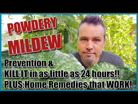 , title : 'Prevent & Treat Powdery Mildew and 4 Home Remedies that Work!!'