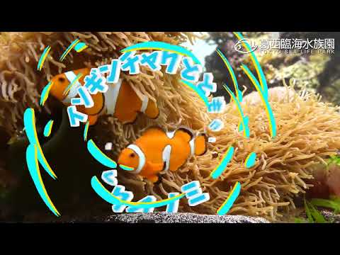 葛西臨海水族園 CM動画