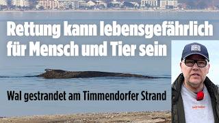 Timmendorfer Strand: Wal gestrandet! Er kann sich selbst nicht befreien