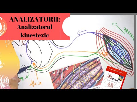 ADMITERE MEDICINA: ANALIZATORII 2: Analizatorul kinestezic
