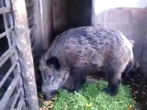 Divlji vepar Gile 01