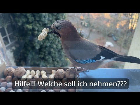 Wer die Wahl hat, hat die Qual - bildhübscher Eichelhäher kann sich nicht entscheiden!