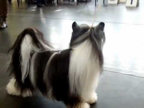 National Dog Show Wloclawek (PL) 2013 Chinese Crested Dog - Best of Breed choose