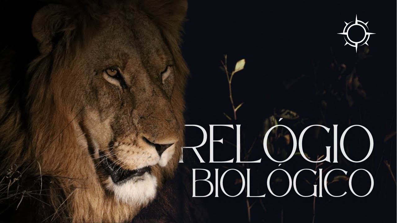 A Vida sem Ponteiros do Relógio | Mundo Animal | Origens