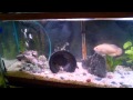 Red Tail Catfish Oscar Feeding Time