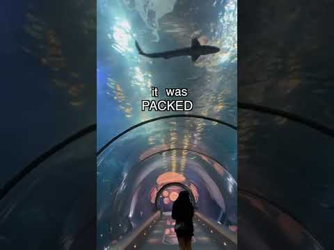 How I Became Friends with a Shark 🦈