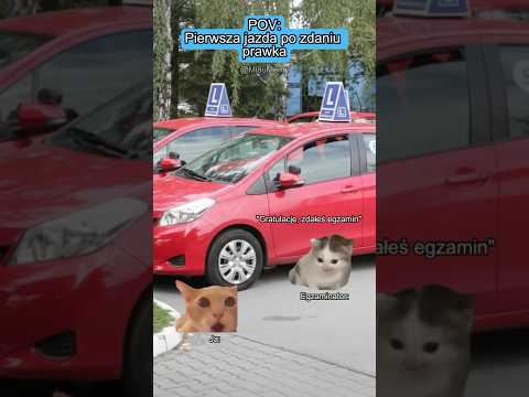 KOCIE MEMY 😼 POV: Pierwsza jazda po zdaniu prawka #catmemes #koty #memy #relatable #relacje