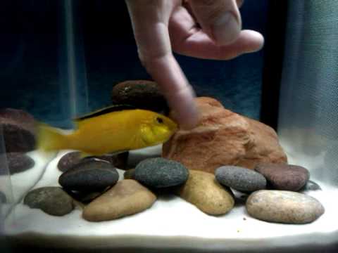 Fearless Mama Fish Protecting Her Young