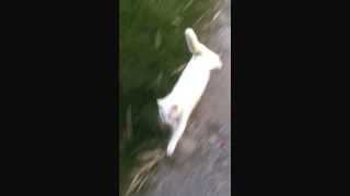 Trout Fishing in America Come Home