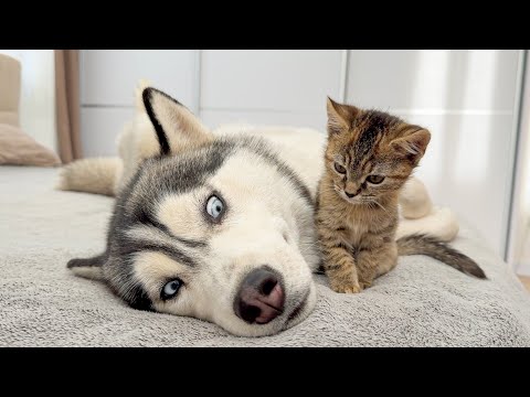 Giant Husky Tries to Ignore Tiny Kitten… But Then This Happens!