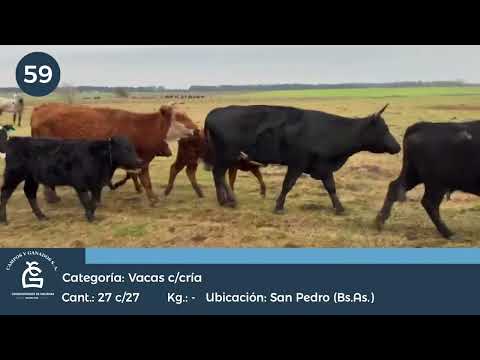 Lote VC C/ Cría San Pedro Bs As