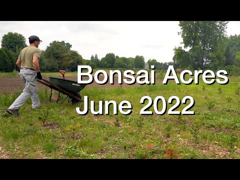 Bonsai Acres June 2022: Dave's Bonsai E215