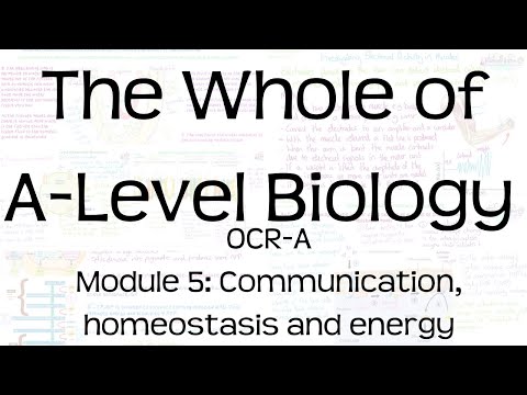 The Whole of OCR A A-Level Biology | Module 5: Communication, homeostasis and energy | Revision