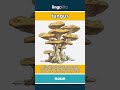 fungus - a living thing, like... video thumbnail