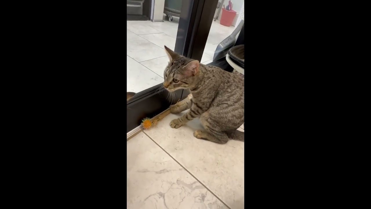 Moonbeam, a Adoptable mixed breed in New Orleans, LA video 5/5