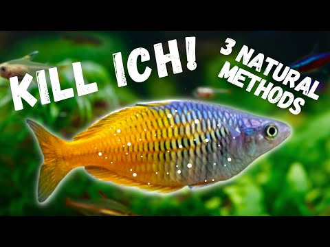 How to Treat Ich in Aquarium Fish FAST - 4 PROVEN METHODS