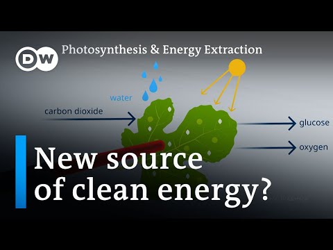 Scientists have found a way to extract energy from photosynthesis | DW News