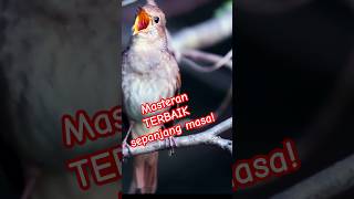 Download lagu Masteran terbaik sepanjang massa//sikatan londo/ common nightingale mp3