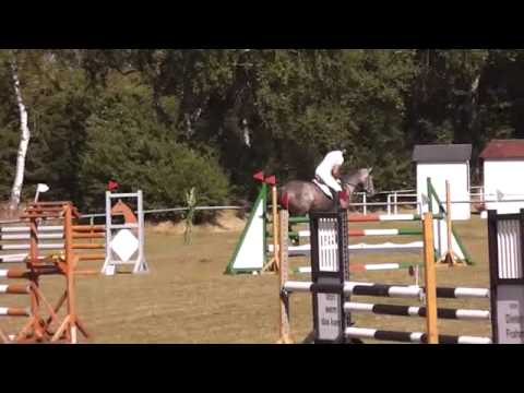 Holsteiner Stute von Cardino