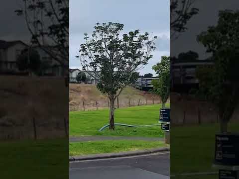 #stonefield#newzealand #auckland