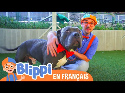 Blippi Visite Un Refuge d’Animaux | Blippi en français | Vidéos éducatives pour enfants