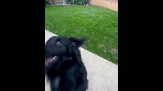 Video preview image #1 Colonial Cocker Spaniel-Unknown Mix Puppy For Sale in Corona, CA, USA