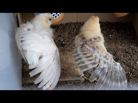 鉢植えや庭でプルメリアの世話をする: 冒険、香水、ケーキの美しい物語で彩られた短いガイド  庭園