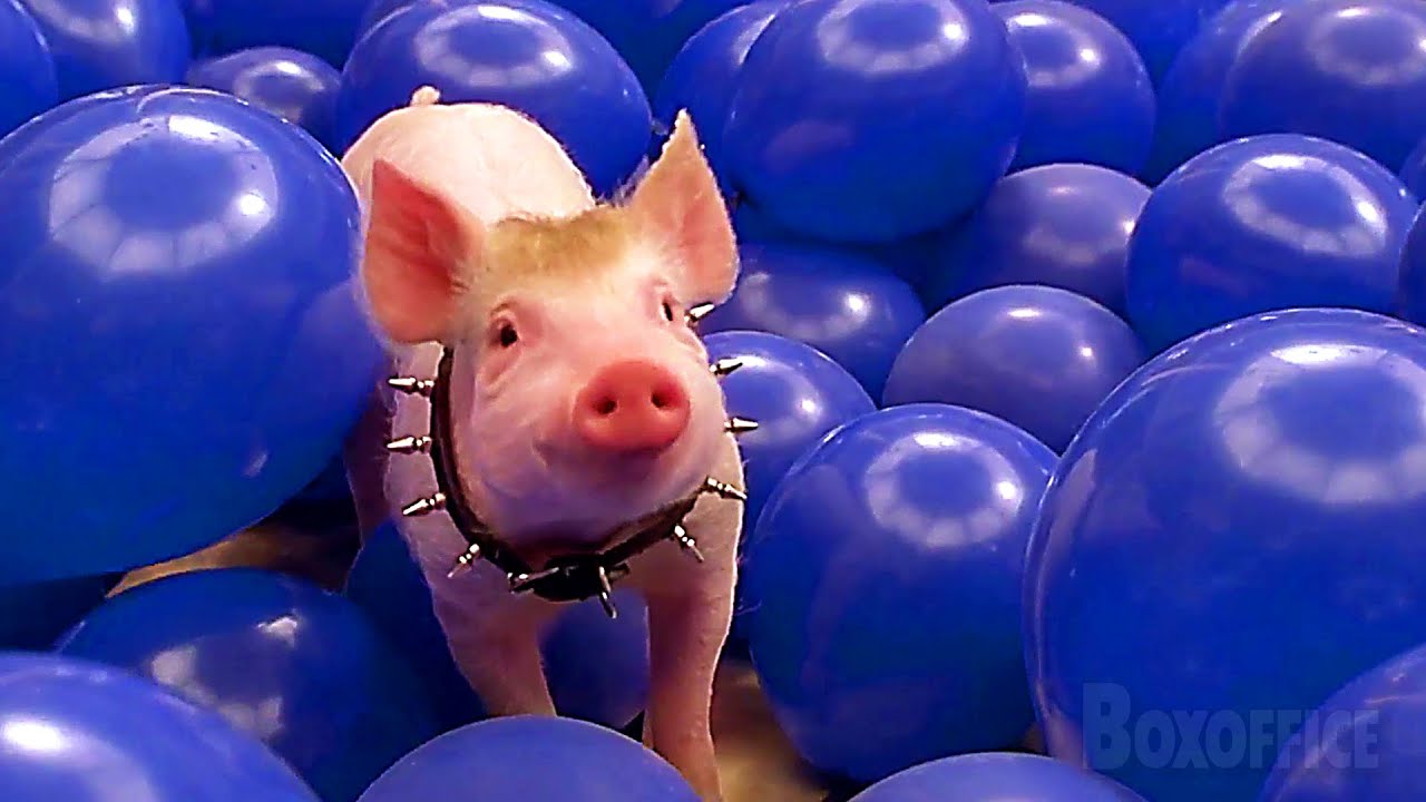 この子豚は彼らの人生を変えた 💗 | 『ベイブ』と『ベイブ/都会へ行く』ベスト・シーン集 ⚡ 4K