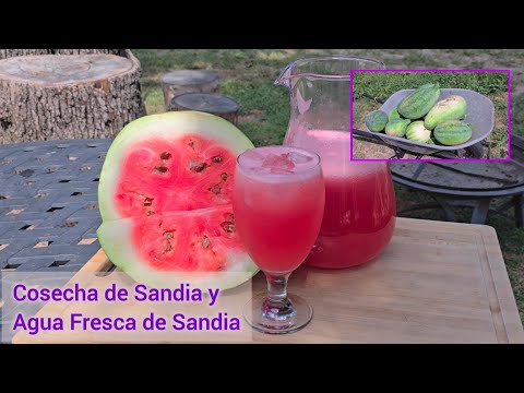 Cosecha de Sandia y Receta de Agua Fresca de Sandia