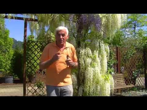 VOL.AT-Gartentipp: Die Glyzinie