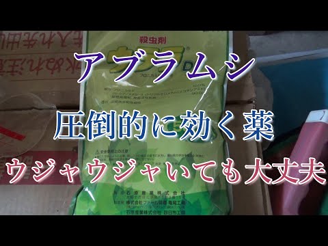 アブラムシに最適な家庭薬 トピックス