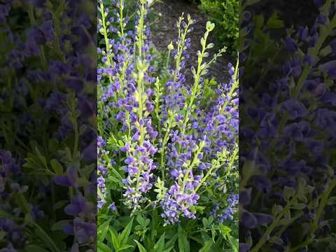 園芸 インディゴルピナス、Baptisia australis