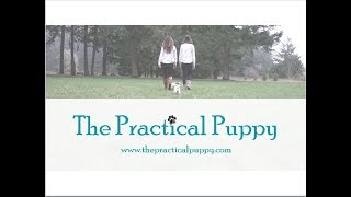 The Practical Puppy Channel Intro