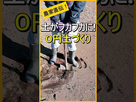 夏の嵐：大雨から家庭菜園を守るための 6 つのヒント  庭園