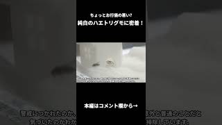 このハエトリグモ、行儀悪いな？
