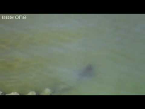 Dolphins go fishing.