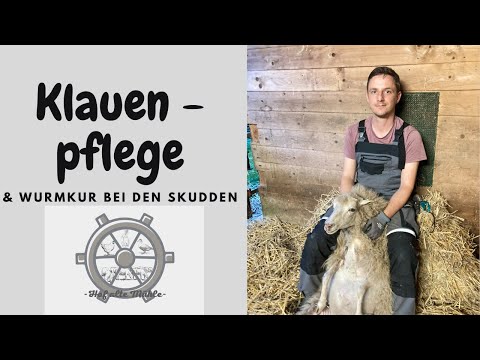 , title : '#05 Schaf Klauen selber schneiden und Wurmkur verabreichen !'