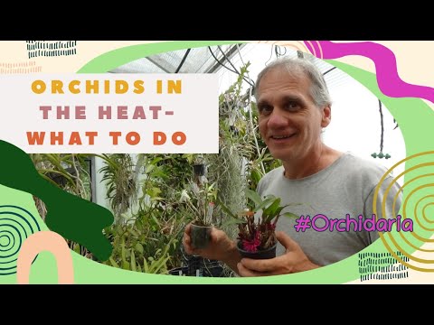 Orchids in the heat - what to do