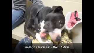 preview picture of video 'Adopted!! Brooklyn @ Jefferson County Humane Society, Wintersville, OH'