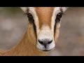 Les gazelles Dorcas - Documentaire animalier
