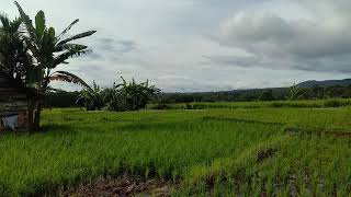 Download lagu Pemandangan sawah di sore hari #sawah mp3