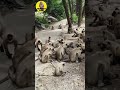 लंगूरों का झुंड ️ चना पार्टी करते हुए