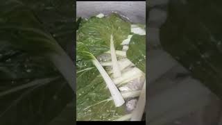 Download lagu Gatang Tulingan #shortsfeed #youtubers mp3 Download lagu Gatang Tulingan #shortsfeed #youtubers mp3