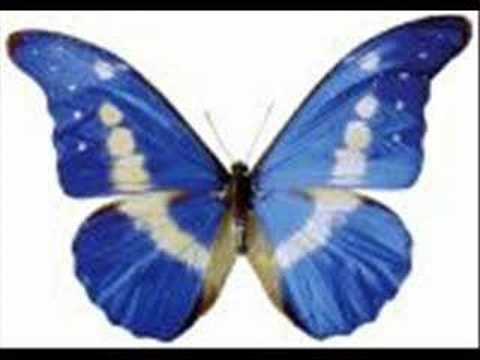 Tiefschwarz - Schmetterlingsflügel