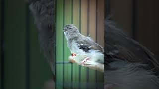 Download lagu ciblek kristal gacor mp3 Download lagu ciblek kristal gacor mp3