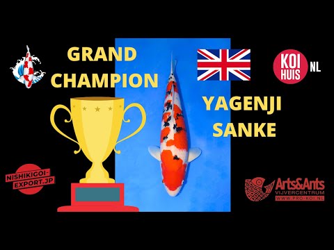 STORY OF THE GRAND CHAMPION SANKE | YAGENJI
