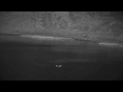 Djuma: Hippo yawning and barrel rolling - 01:40 - 10/10/2022