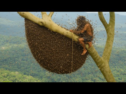 Solo Harvesting 50KG Wild Jungle Honey — Attacked by Furious Bees