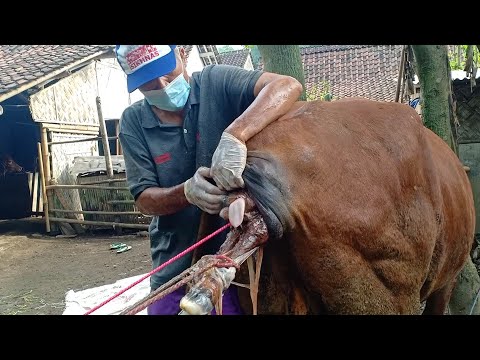 , title : 'Proses pertolongan sapi Limosisn kesulitan melahirkan (Distokia)'